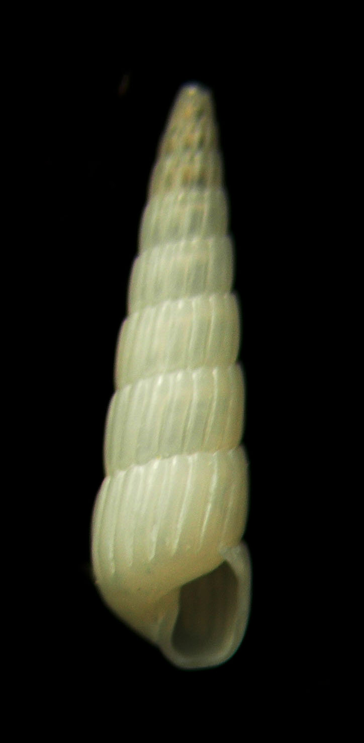 turbonilla 2